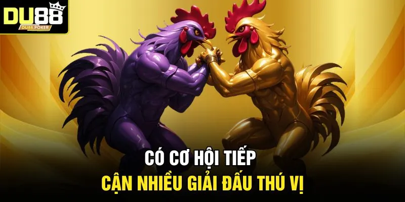 Đá Gà DU88 2 Có cơ hội tiếp cận nhiều giải đấu thú vị